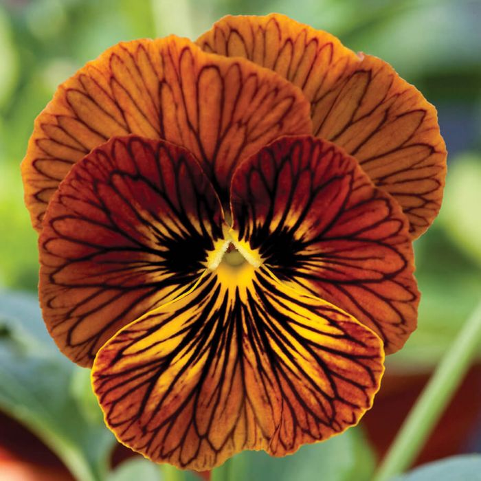 Tiger eye hot sale flower